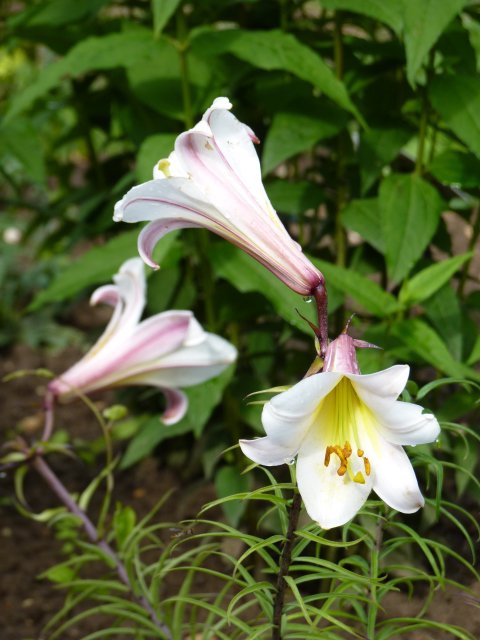 Lilium regale
